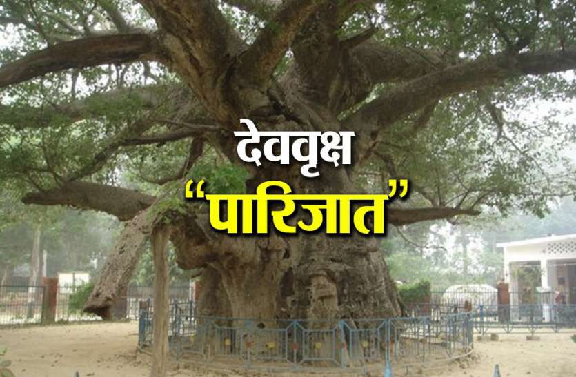 dev vraksha parijat देववृक्ष के दर्शन मात्र से दूर हो जाते हैं सारे कष्ट, स्वर्ग से धरती पर इसे लाये थे श्रीकृष्ण