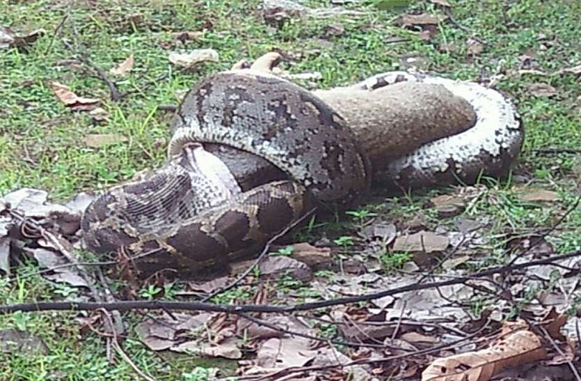 Heavy python जंगल के चतुर जानवर को विशाल अजगर ऐसे बना रहा था निवाला, नजारा देख फटी रह गईं आंखें