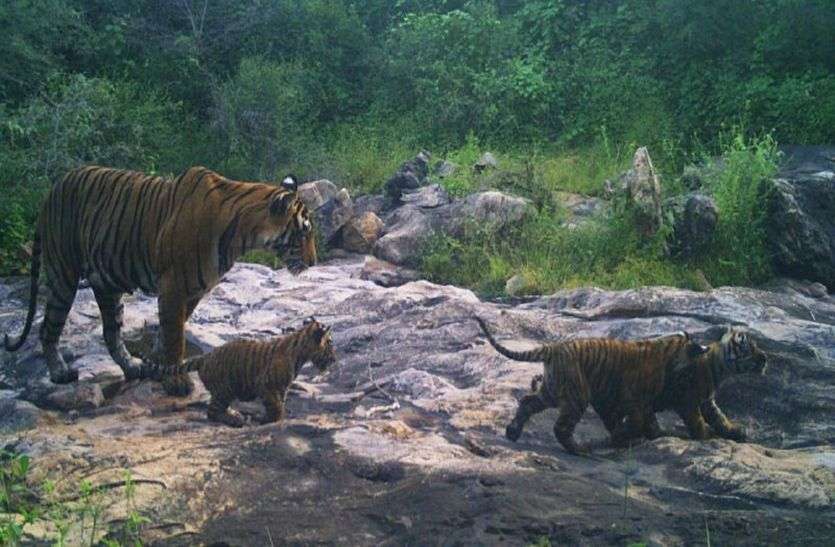 Newly Born Cubs In Sariska सरिस्का में तीन नन्हें शावक आने के बाद प्रशासन भूल गया लापता बाघिन, अभी तक नहीं मिली बाघिन एसटी-5