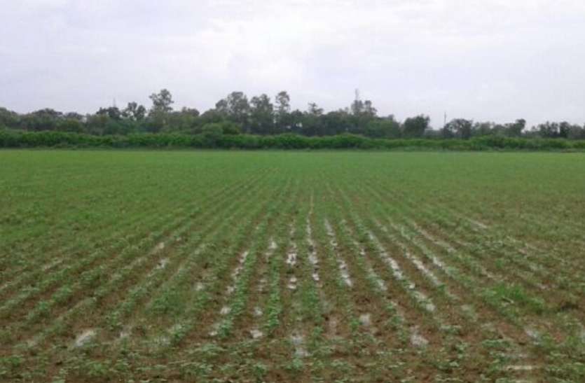 Kharif crop sowing delay in Rewa, productivity affected, farmers worry खरीफ के बाद अनाज हो सकता है मंहगा, कम होगा उत्पादन, जानिए क्या है वजह