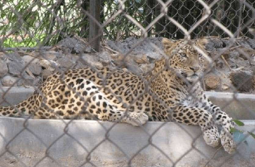 kanan pendari zoo bilaspur