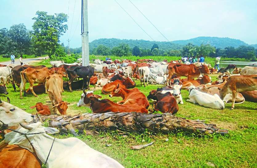 cattle smuggling पशुओं का व्यापार कर रहे तस्करों को पकड़कर ग्रामीणों ने किया पुलिस के हवाले