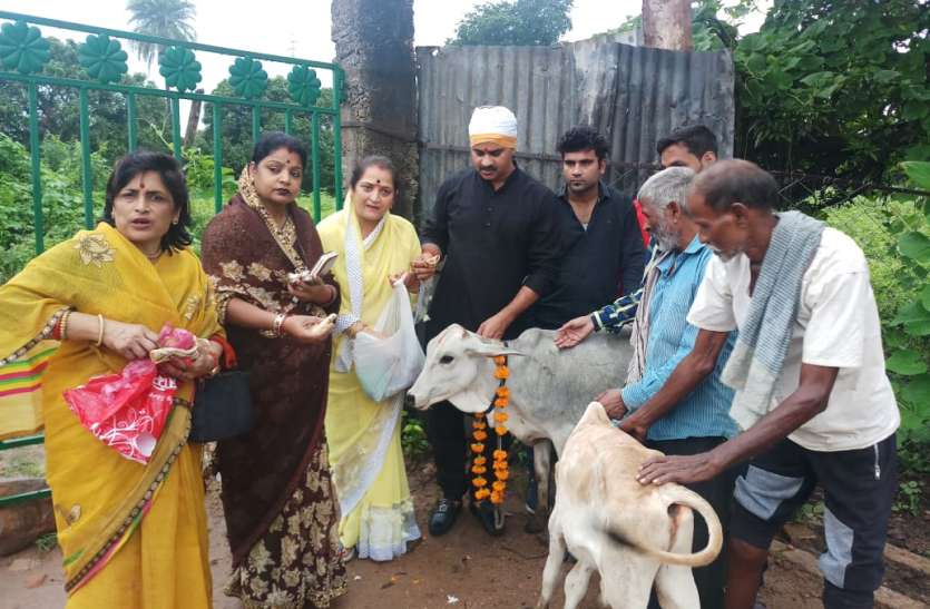 Chhatarpur एक तरफ गाय की पूजा, दूसरी ओर खाने को दिया कीटाणुनाशक दवा मिला अनाज