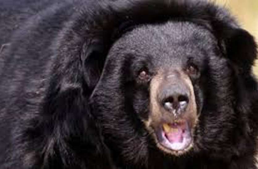itarsi, bear attack, lady injured, hospital आदिवासी महिला पर मौत बनकर टूट पड़ा रीछ