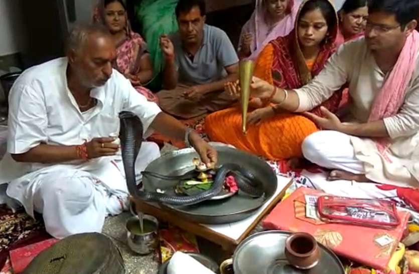 meerut कालसर्प दोष के लिए युवक जिंदा नाग ले आया घर, फिर एक घंटे की पूजा में यह हुआ!