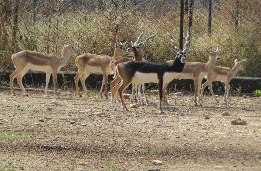 kanan pendari zoo वाइल्ड लाइफ एक्टिविस्ट के इस लेटर को पढ़कर भड़क उठा सेन्ट्रल जू अथॉरिटी, जानिए क्यों
