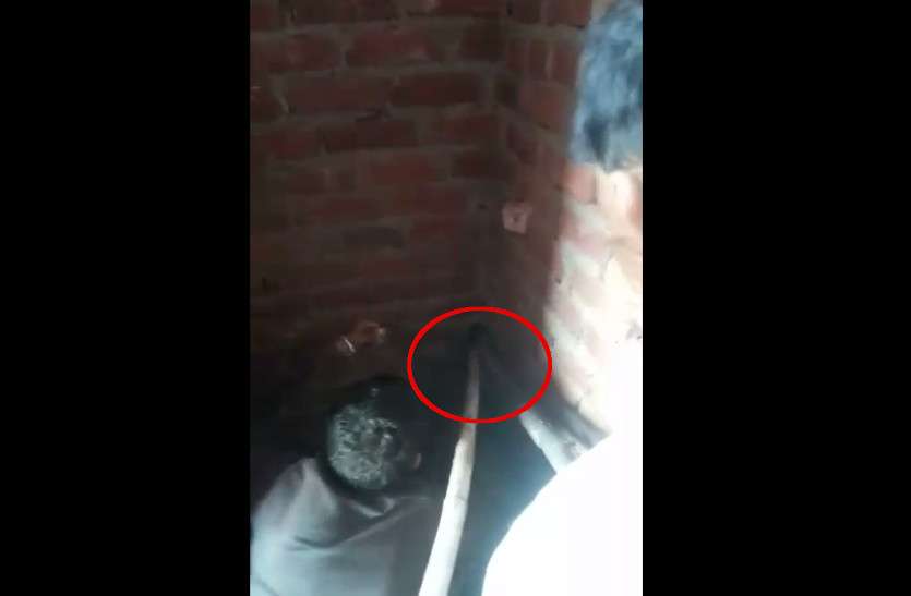 snake rescued from a house in Bhilwara देर रात इस घर में घुस आया 'दहशतगर्द'... आंख बचा पड़ोसी के यहां ली शरण... फिर यूं चला रेस्क्यू आॅपरेशन