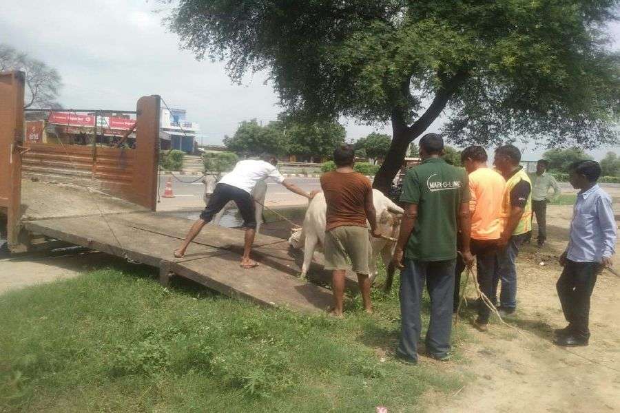ताकि ना हो हादसा, नेशनल हाईवे से आवारा पशुओं को पहुंचा रहे गोशाला