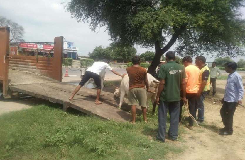 ताकि ना हो हादसा, नेशनल हाईवे से आवारा पशुओं को पहुंचा रहे गोशाला ताकि ना हो हादसा, नेशनल हाईवे से आवारा पशुओं को पहुंचा रहे गोशाला