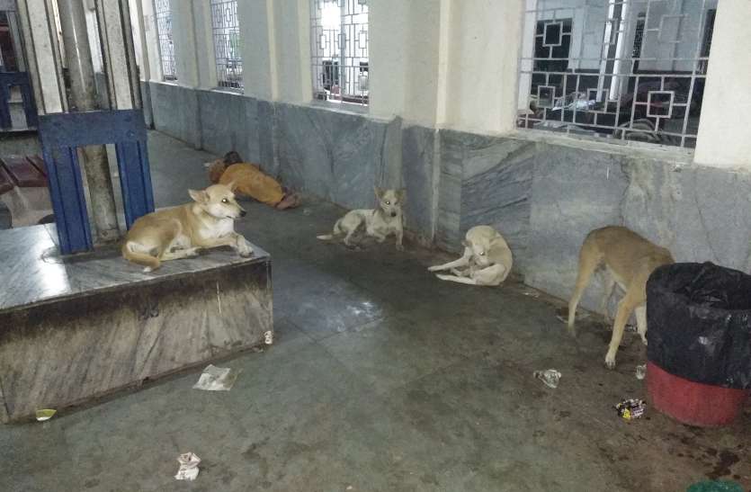 Reservations of stray cattle made of railway platform कुत्तों व मवेशियों की धमाचौकड़ी से परेशान यात्री
