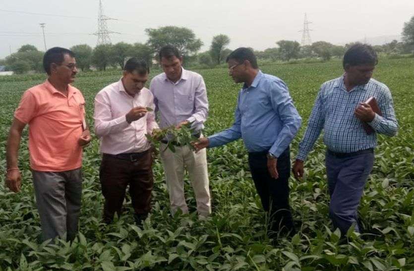chittorgarh किसानों के चेहरे पर किस लिए चिंता की लकीरे, खेतों में क्यो पहुंचे अधिकारी