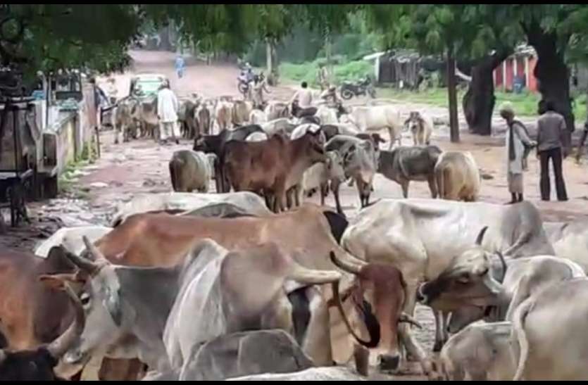 Roads on the streets cattle being crushed under the wheels of buses सड़कों पर ट्रक और बसों के पहिए के नीचे कुचल रहे मवेशी