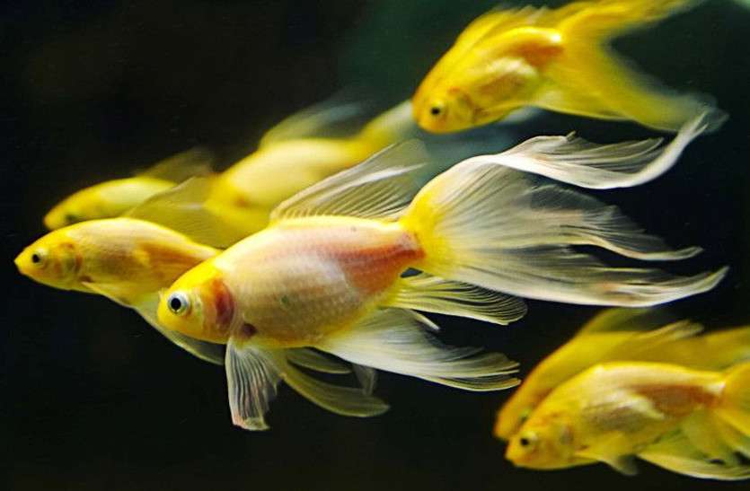 fish हमारे किए की कीमत चुका रहीं मछलियां