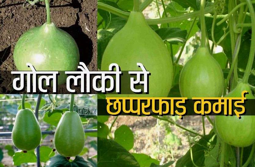 sikar kisan गोल लौकी से मालामाल हो रहा सीकर का किसान, जानिए इसकी खासियत