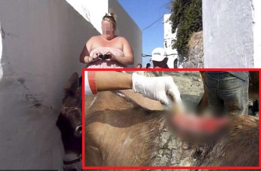 overweight tourists are crippling donkeys in greece महिलाओं की इस बेरहमी की वजह से ज़ख्मी हो रहे हैं यहां के 'गधे', जानकर आप भी कहेंगे अब बस!