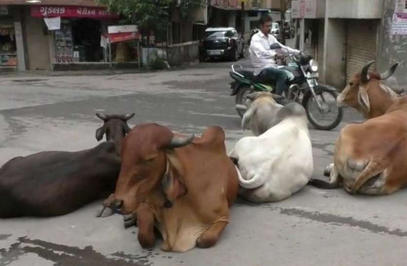patrika सड़कों पर पशुओं का कब्जे से परेशान लोगों किया कुछ ऐसा...