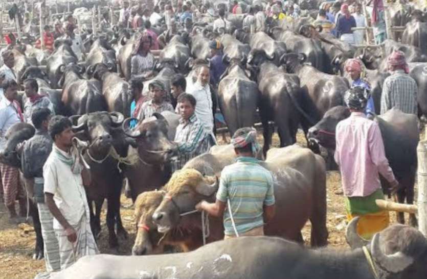 Penth पचोखरा पैंठ को लेकर प्रधान ने कोर्ट में दायर की थी याचिका, हाईकोर्ट के जज ने सुनाया ये निर्णय