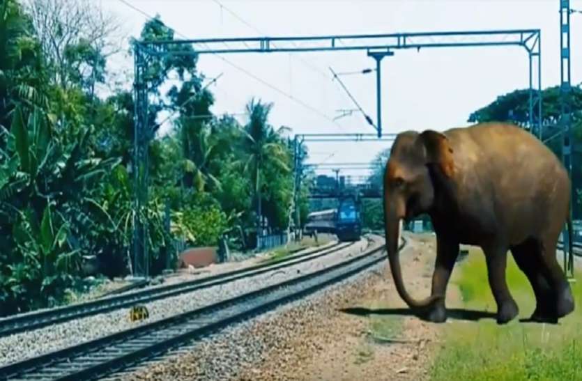 Indian Railway Plan Bee रेलवे का 'Plan Bee' रहा हिट, कुछ इस तरह रेलवे क्रॉसिंग पर बचाई जा रही है हाथियों की जान