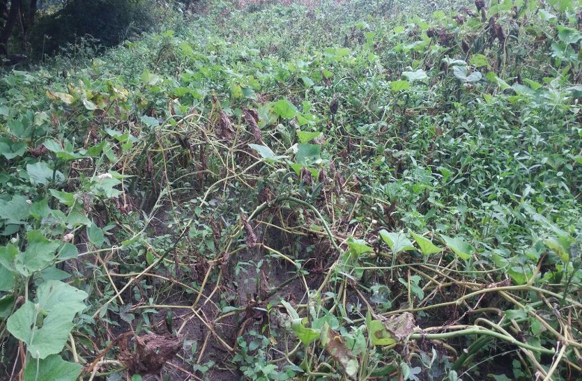 Vegetable crop is getting worse from rain बारिश ने बढ़ाए सब्जियों के दाम, बिगड़ गया किचन का बजट