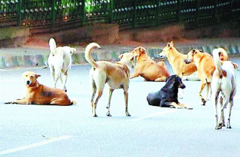 कुत्तों का आतंक,प्रशासन बेपरवाह कुत्तों का आतंक,प्रशासन बेपरवाह