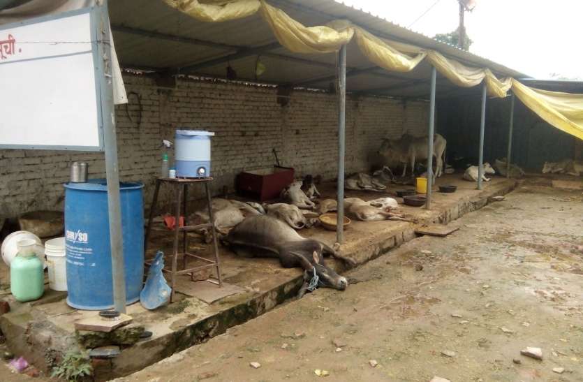 Everyday injured cattle पांच दिन में 15 गौवंश का हुआ ये हाल...पढि़ए खबर