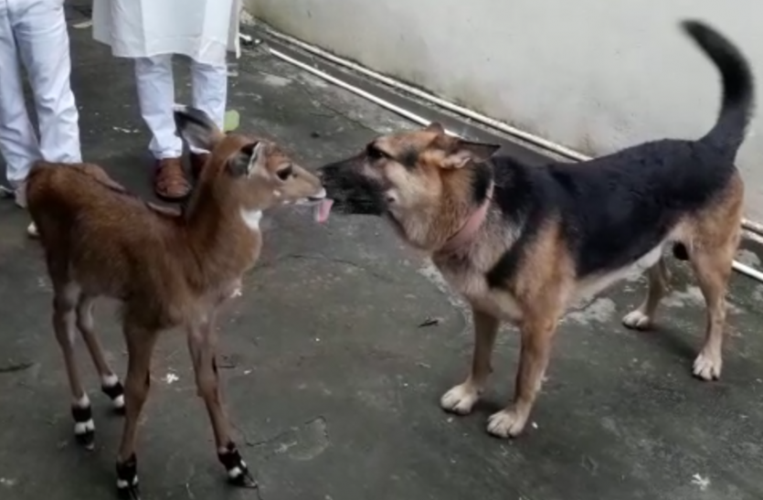 An angel saved Neils cows child फरिश्ता बन कर नील गाय के बच्चे को बचाया, कुत्तों ने कर दिया था हमला