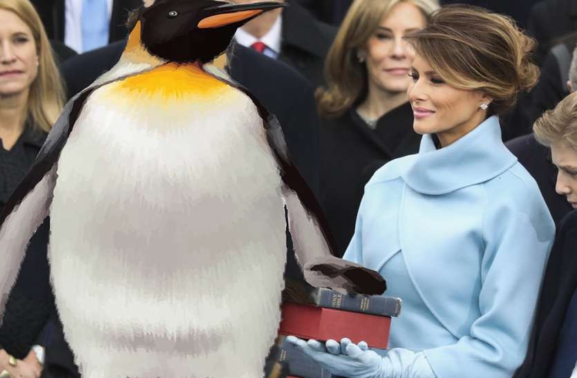 penguin सोशल मीडिया पर उड़ रहा अमरीकी राष्ट्रपति का मजाक, ट्रंप की जगह लगी है पेंगुइन की तस्वीर