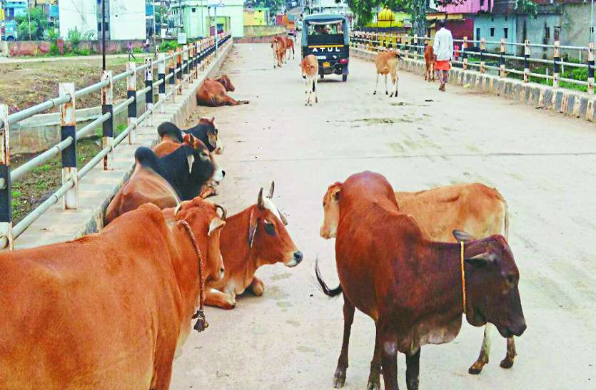 cow शहर से निकाल कर जंगलों में छोड़ रहे मवेशियों को, नहीं पालना चाह रहे लोग गाय