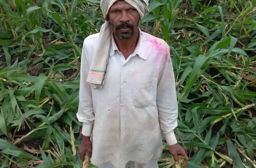 a जंगली सूकरों ने बर्बाद की मक्का फसल