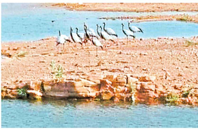 2 hundred kurja reached in Khichan कुरजां के पड़ाव स्थलों पर लौटने लगी रौनक