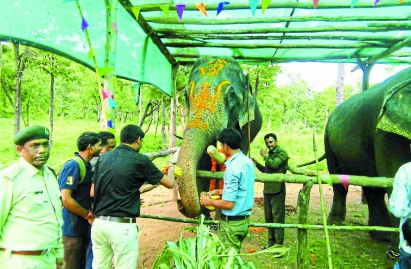 elephant special treatment in sohagpur str हाथियों की हुई साज सज्जा, सात दिन तक दिया विशेष ट्रीटमेंट