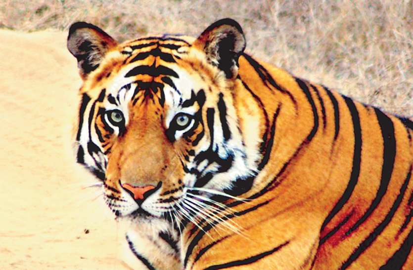 tiger सुप्रीम कोर्ट ने बाघिन टी 1 की दया याचिका की खारिज