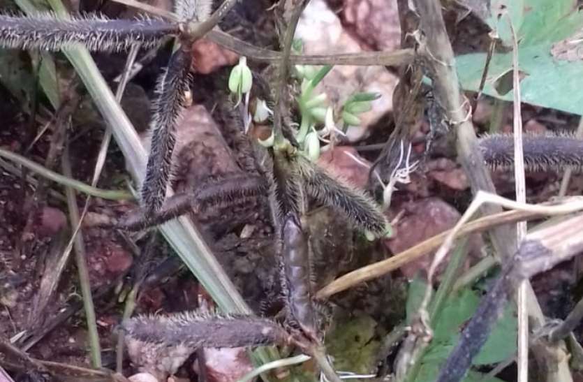 Urad and moong crop from continuous rain Decompose लगातार बारिश से सड़ने लगी उड़द और मूंग की फसल