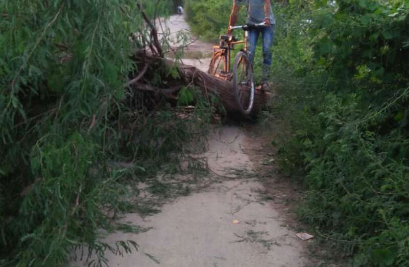 Tree बारिश की वजह से टूटकर कुछ इस तरह सड़क पर गिरा पेड़, मच गई अफरा—तफरी