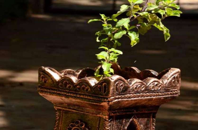 tulsi plant तुलसी का पौधा देने लगे ये संकेत तो समझ जाएं शुरू होने वाला है बुरा वक्त