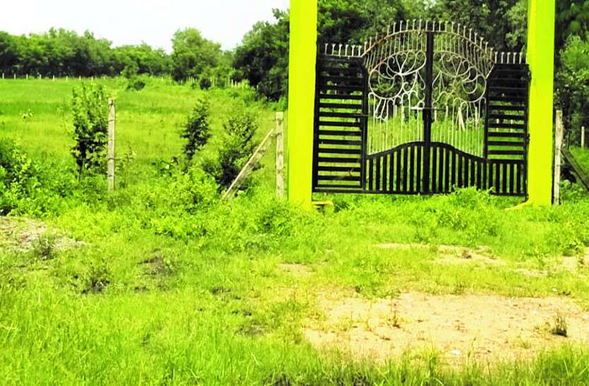 खाली पड़ी जमीन पर लगाने थे फलदार पौधे, योजनाओं पर अफसरों ने फेरा पानी, लगा दिए ये पौधे खाली पड़ी जमीन पर लगाने थे फलदार पौधे, योजनाओं पर अफसरों ने फेरा पानी, लगा दिए ये पौधे