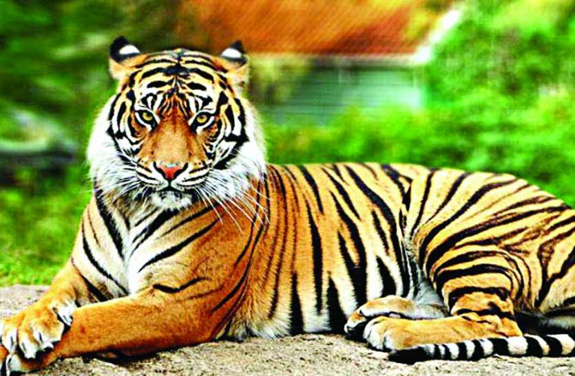 Panna Tiger Reserve-Ranipur Sanctuary new Corridor in satna Chitrakoot पन्ना टाइगर रिजर्व और रानीपुर अभयारण्य के बीच बनेगा एक नया कॉरिडोर, MP-UP की सीमा में स्वच्छंद घूमेंगे वनराज
