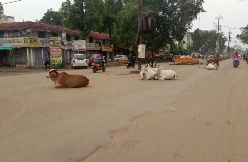 balaghat आवारा मवेशियों पर अंकुश लगाने प्रशासन नाकाम