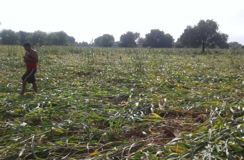 crop जिले में बारिश की झड़ी, खड़ी फसल पर भारी पड़ी