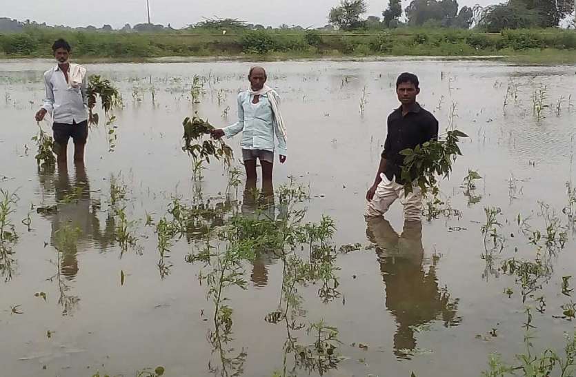 doosare din bhee giree bauchhaar, khet hue jalamagn दूसरे दिन भी गिरी बौछार, खेत हुए जलमग्ïन