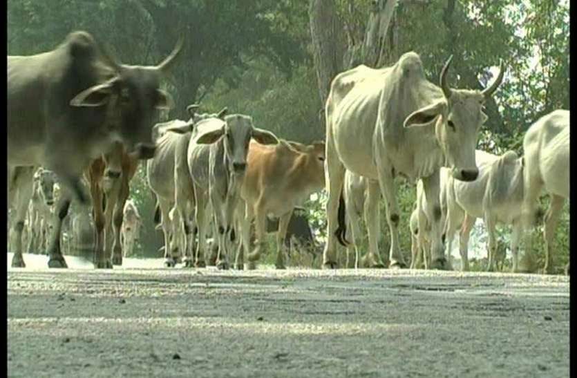 mahoba अन्नदाताओं के लिए मुसीबत बन गए हैं अन्ना पशु