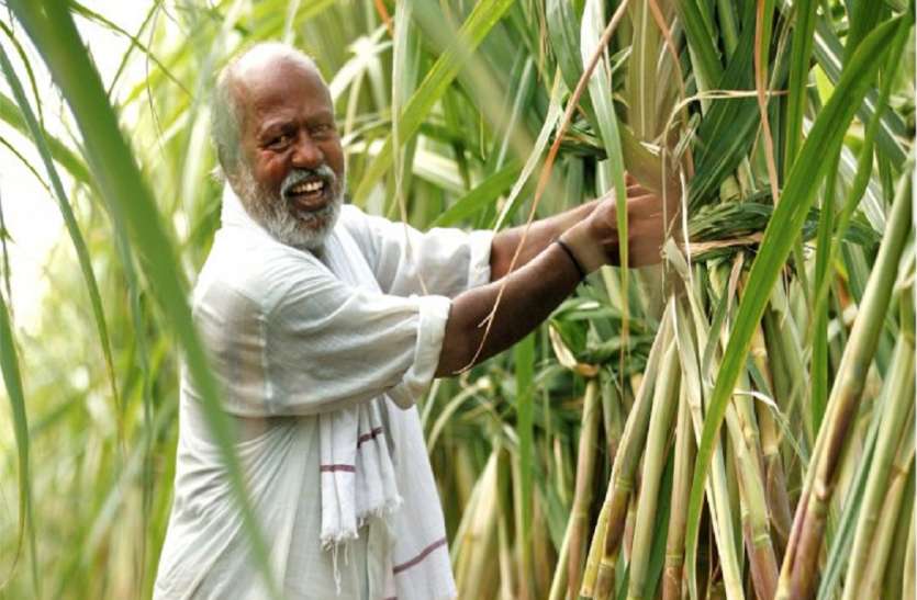 Sugarcane production किसानों के लिए वरदान साबित होगा टिश्यू कल्चर से उत्पादित गन्ना, आएगे अच्छे दिन