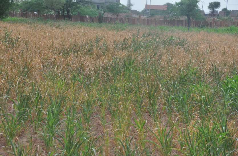 Low rainfall भाद्रपद आधा बीता, औसत से कम बारिश, खरीफ का उत्पादन होगा प्रभावित
