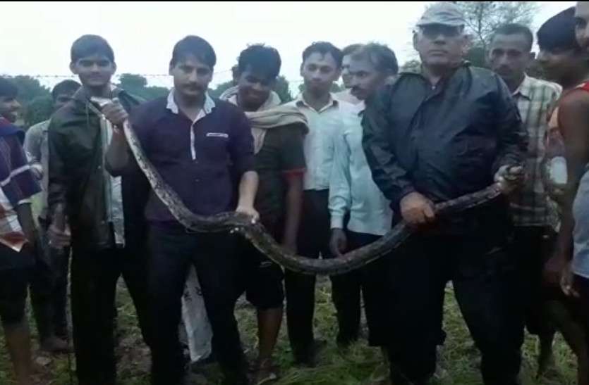 python rescue from Bhilwara खेत में चारा काटते समय सामना हुआ अजगर से और फिर शुरू हुआ रेस्क्यू आॅपरेशन