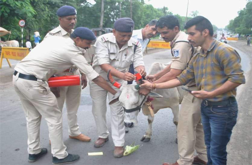 patrika ताकि अंधेरे में भी दिख जाए सड़क पर खड़ी गाय