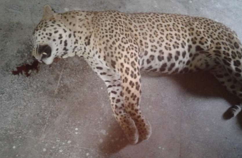 Panther death due to vehicle grip वाहन की चपेट में आने से पैंथर की मौत