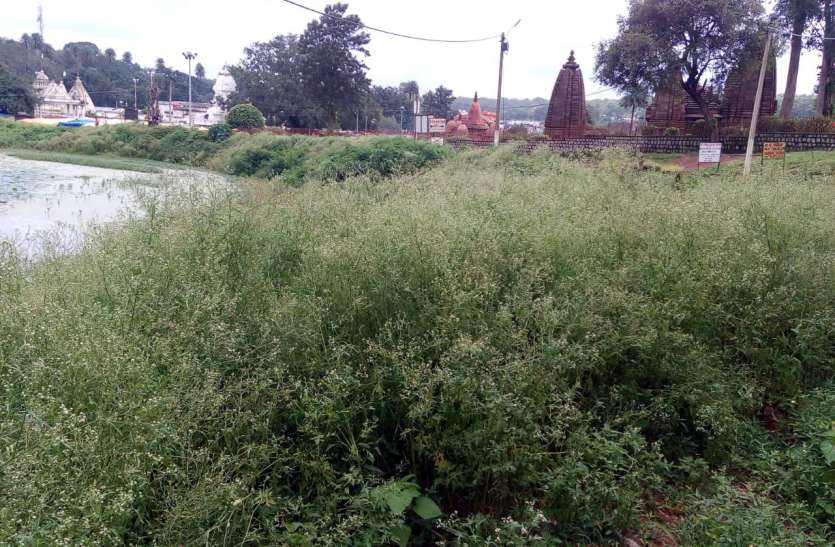 Carragass capture of greenery हरियाली की जगह गाजरघास का कब्जा