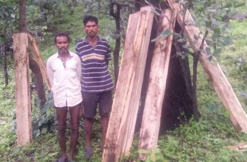 Forest Department seized teak wood has वन विभाग ने पकड़ी सागौन की सिल्लियां