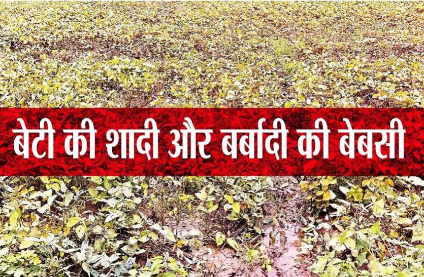 kota news बरसात का कहर: खेतों में हजारों बीघा सोयाबीन और उड़द चौपट