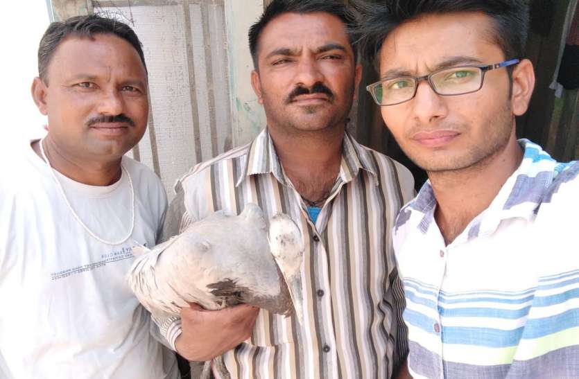 Migrant birds kurja in Khichan समूह में उड़ते हुए कृषि फार्म में गिरा कुरजां का नवजात